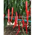 P27 Lamei f1 hybrid spicy dark green pepper seeds different types of seed